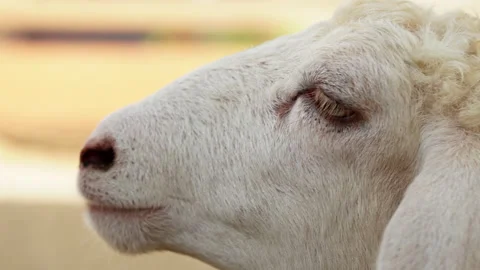 Side view close up of white sheep head chewing food and cud on rural farm Video stock 342913091