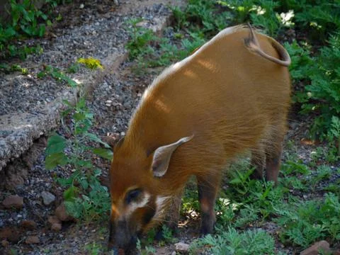 Side view, close up of a wild boar in a grassy patch Fotos de archivo