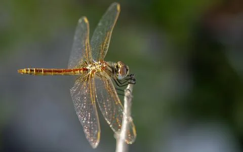 Side view close-up of a yellow dragonfly landing on a pointed plant to rest a Stock Photos