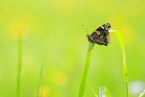 Side view closeup of a Red Admiral butterfly, Vanessa atalanta, resting in .. Stock Photos