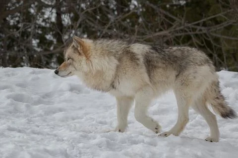 Side view closeup of timber wolf walking in snow Stock Photos