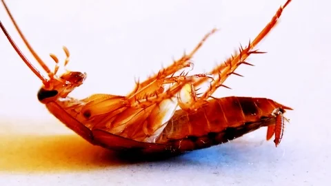 Side view of cockroach isolated dying, white background. Static. Close up Vidéo 119895643