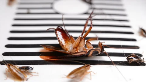 Side view cockroach struggling on a sticker or catcher close up Stock Footage 92098562