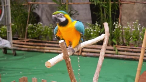 Side view of a colorful blue-and-gold macaw exotic bird sitting on a perch. Stock Footage 334991813