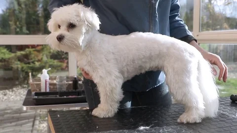 Side view of combing the adorable white dog Video stock 74765506