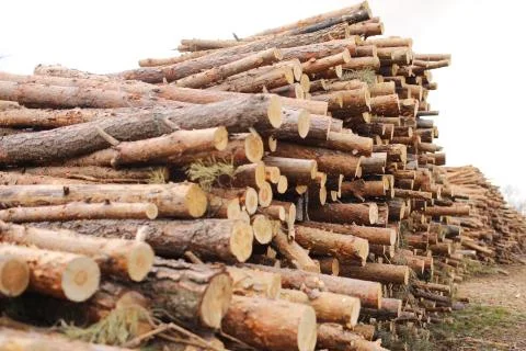 Side view of commercial timber, pine tree logs after clear cut of forest. unc Stock Photos