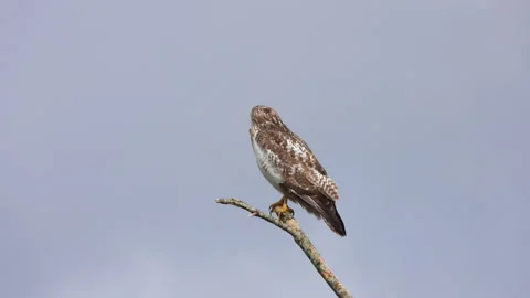 Side view of common buzzard perched on thin branch against clear blue sky with Stock Footage 337963544