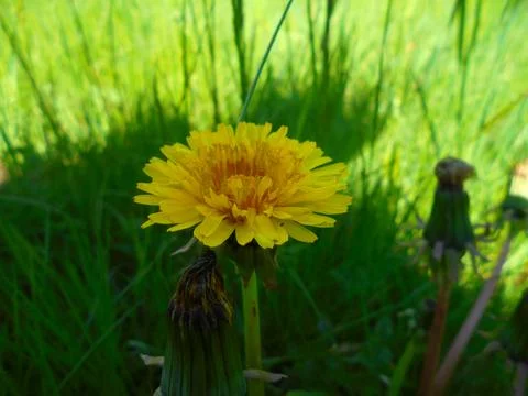 Side view of common dandelion flower in shade, temperate meadow close-up Stock Photos