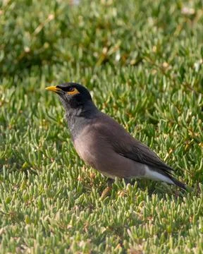 Side view of a Common myna on the ground Stock Photos