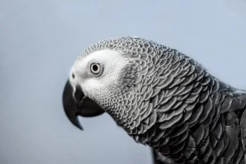 Side view of an Congo African grey parrot looking focused Fotos de archivo