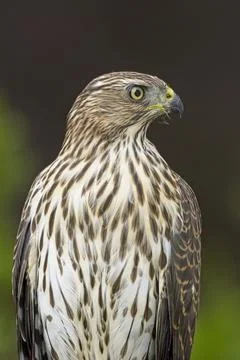 Side view of a cooper's hawk. Stock Photos