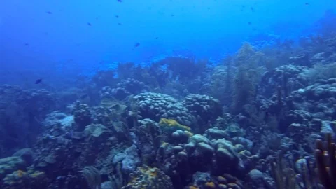 Side view coral reef Vídeos de archivo 77630082