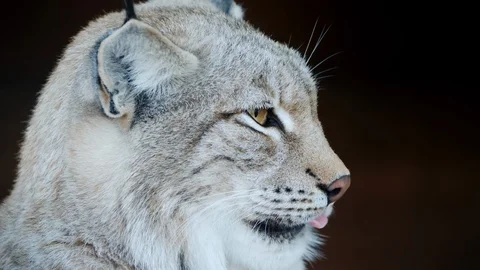 Side view of a cougar. Beautiful predatory cat Stock Footage 119269223