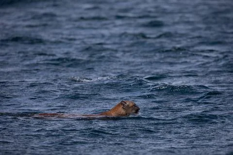 Side view of a cougar or mountain lion found swimming across a channel in Foto stock