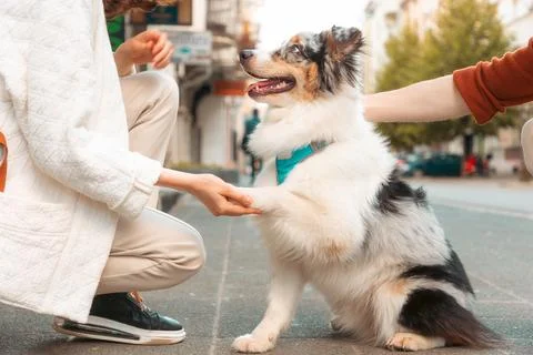 Side view of couple training their Aussie dog. Pet gives paw to woman. Dog tr Photos