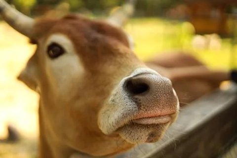 Side view of a cow face with soft natural lighting Stock Photos