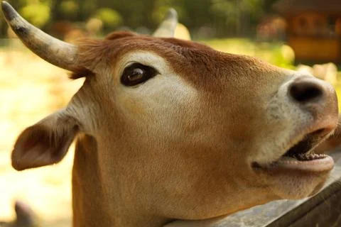 Side view of a cow face with soft natural lighting Foto stock