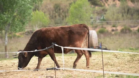 Side view of cow grazing in an electrically fenced paddock. Stock Footage 152998743