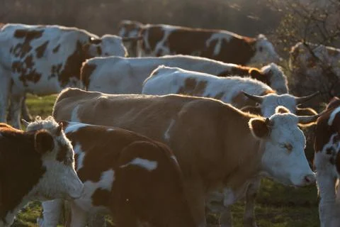 Side view of cows in herd with glowing backlit hair Stock Photos