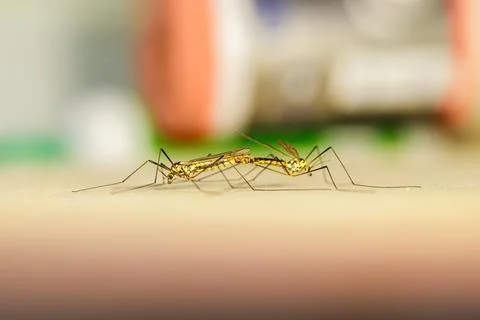Side view of crane flies mating on a flat indoor surface, macro shot Stock Photos