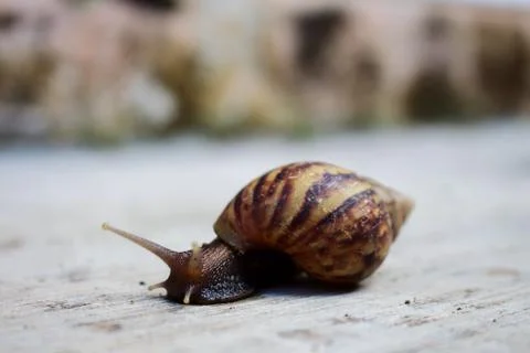 Side View Crawl Snail Stock Photos