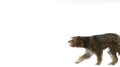 Side view of a crossbreed dog walking Stock Footage 30762735