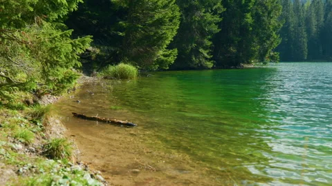 Side View of Crystal Lake Shore with Pine Forest and Mossy Bottom Stock Footage 320197082