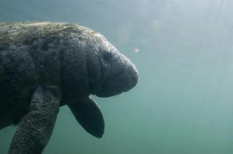 A side view of a Crystal River manatee swimming into the sunlight. Stock Photos
