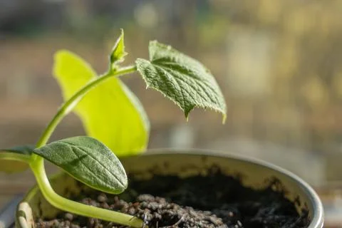 Side View of Cucumber Seedling with Soft Bokeh Background Stock Photos