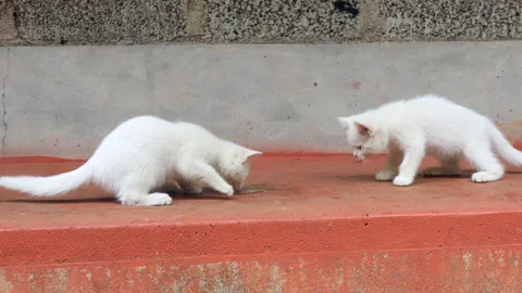 Side view of curious kittens keep on hitting their prey given by mother cat Stock Footage 277899415
