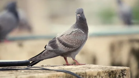Side view of curious looking grey dove in city apartment building. Stock Footage 133052308