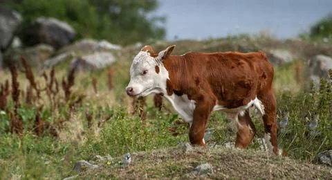 Side view of a cute cow Stock Photos