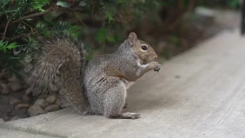 Side view of cute gray squirrel sitting on pavement and chewing a nut 库存影片 336279970