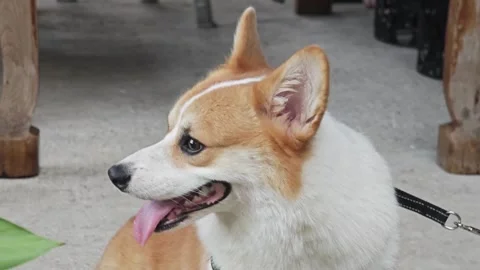 Side view of a cute Pembroke Welsh Corgi dog looking back. Видео 339199364