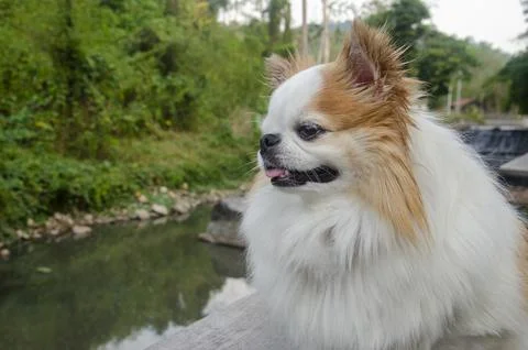 Side view cute smiling white chihuahua face sitting in the park Stock Photos