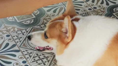 Side view of a cute Welsh Corgi dog lying on patterned floor tiles. Stock Footage 340201837