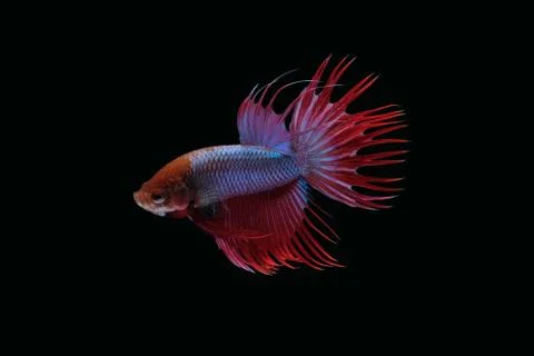 Side view dancing crown tail betta siamese fighting fish on black background Stock Photos