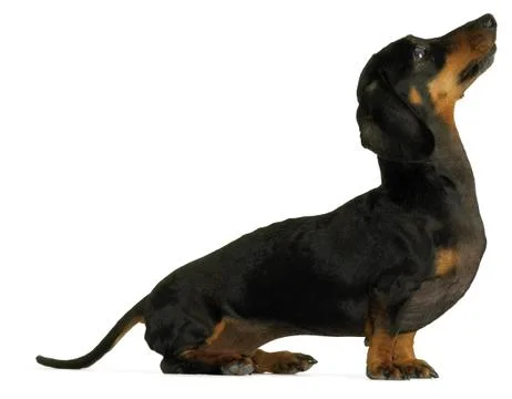 Side view of a dashund sausage dog isolated on a white background Stock Photos