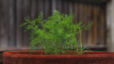 Side View of Dill Plant Moving in Breeze with Wooden Fence Bokeh Stock-Footage 337561829
