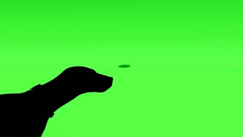 Side View of Dog on Green Screen for Video Editing Stock Footage 316239185