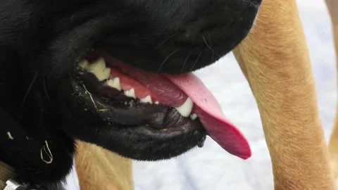 Side view of a dogs mouth open with tong... | Stock Video | Pond5