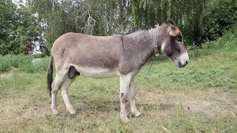 Side view of a donkey tied to a tree in a clearing Vídeos de archivo 274472883