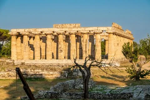 Side view of Doric temple with dry tree Paestum 库存照片