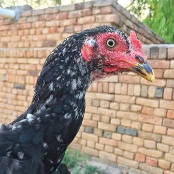 Side View of Dotted Rooster Variegated Black And White Plumage And A Red Comb On Stock Photos