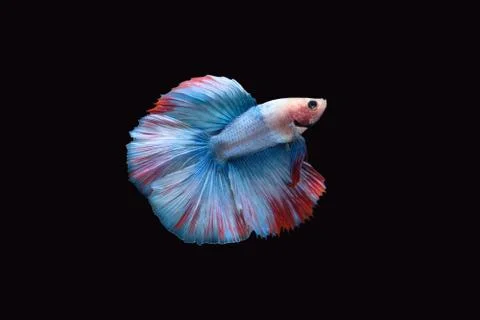 Side view of Double tail grizzle betta siamese fighting fish in blue white re Stock Photos