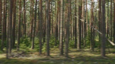 Side view driving plate through pine forest late summer Stock Footage 207347747