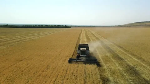 Side view from a drone of a combine harvester working in a wheat field. The Stock Footage 253185775