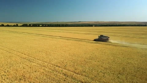 Side view from a drone of a combine harvester working in a wheat field. The Stock Footage 253185792