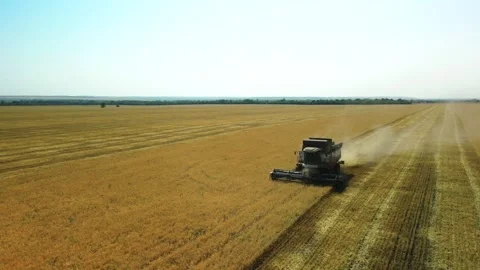 Side view from a drone of a combine harvester working in a wheat field. The Stock Footage 253185806