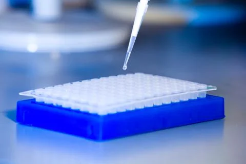 Side view, drop on tip of pipette above cell plate Stock Photos